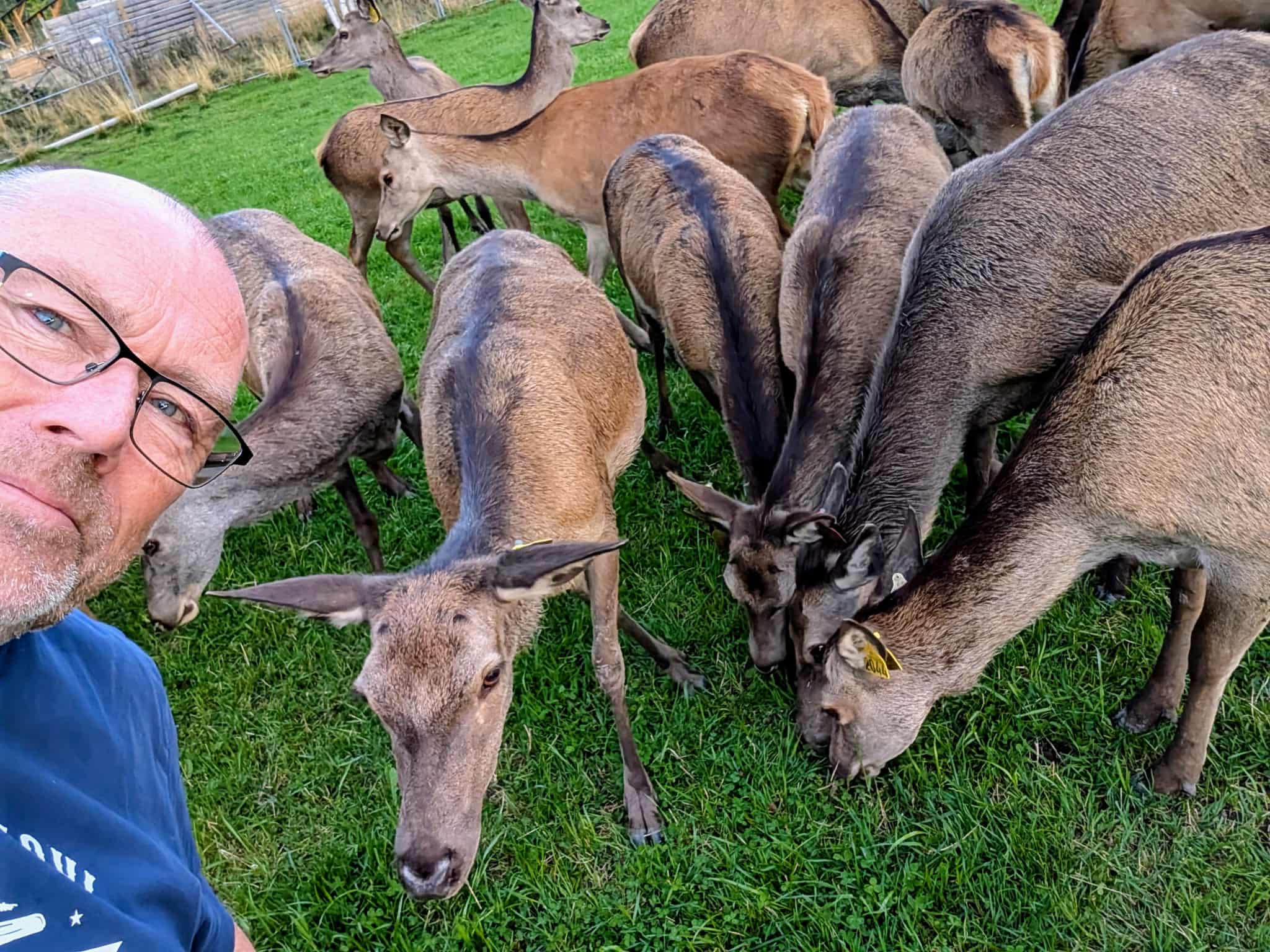 A deer.